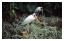 Taman Burung Bali Bird Park<br>Kul fågel.