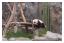 Ocean Park<br>Stor panda.
