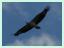 Komodo<br>En fin fågel.