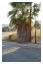 En fin palm nere på våran gata