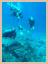 Dyktur<br>Under vattnet, Coral Fan Garde